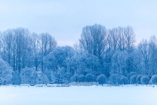 Zdjęcie Zimowego Krajobrazu Drzewa Dzień — Zdjęcie stockowe