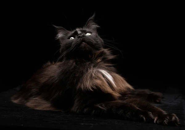 Studio Portrait Beau Chat Maine Coon Sur Fond Noir — Photo