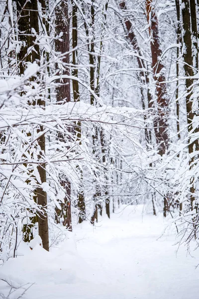 Imagem Árvores Inverno Com Neve Céu Azul Durante Dia — Fotografia de Stock