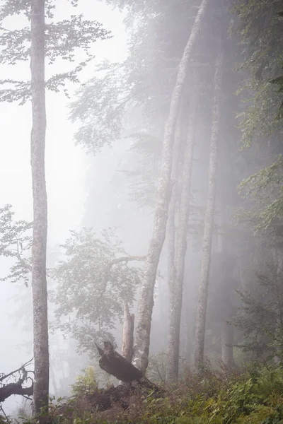 夏日雾蒙蒙的森林与树木的照片 — 图库照片
