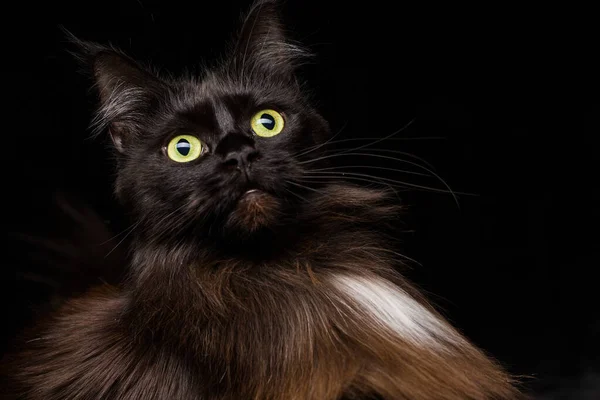 Studio Retrato Hermoso Maine Coon Cat Contra Fondo Negro Puede — Foto de Stock