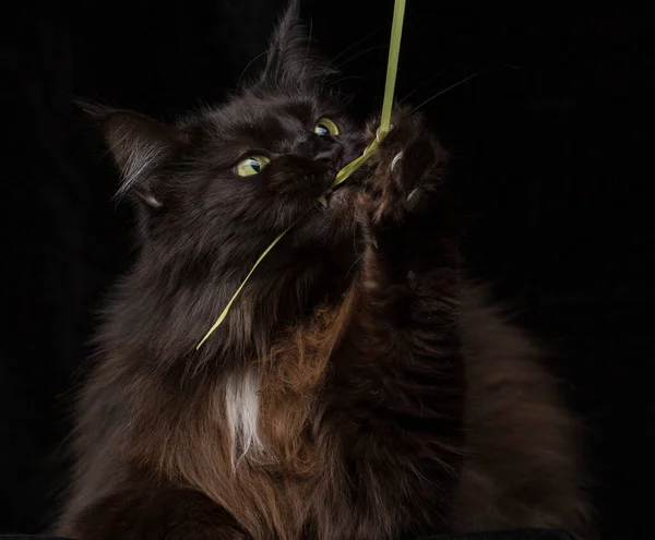 Estudio Retrato Hermoso Maine Coon Cat Contra Fondo Negro — Foto de Stock