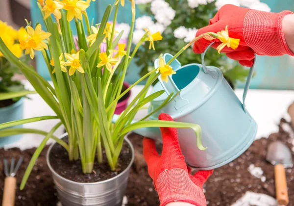 Photo Soil Watering Can Flowerpot Human Hands Red Rubber Gloves — Stock Photo, Image