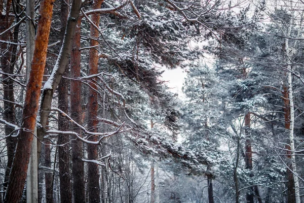 Bild Vom Wintertag Mit Kiefern Frost — Stockfoto