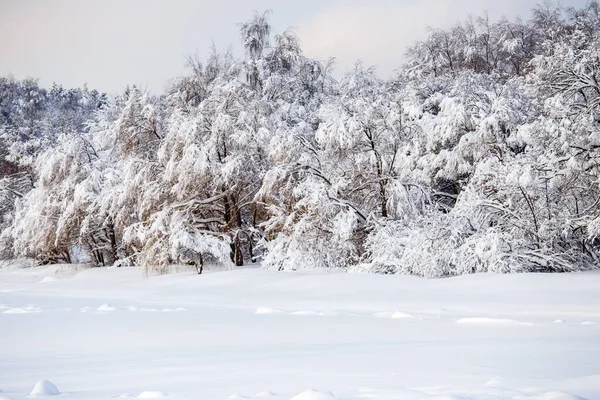 Photo Paysage Hivernal Pittoresque Avec Ciel Bleu Dans Après Midi — Photo