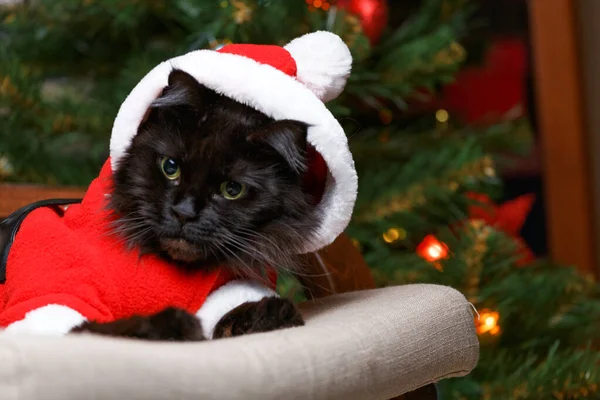 Fotografie Černé Kočky Kostýmu Santa Křesle Pozadí Zdobeného Vánočního Stromečku — Stock fotografie