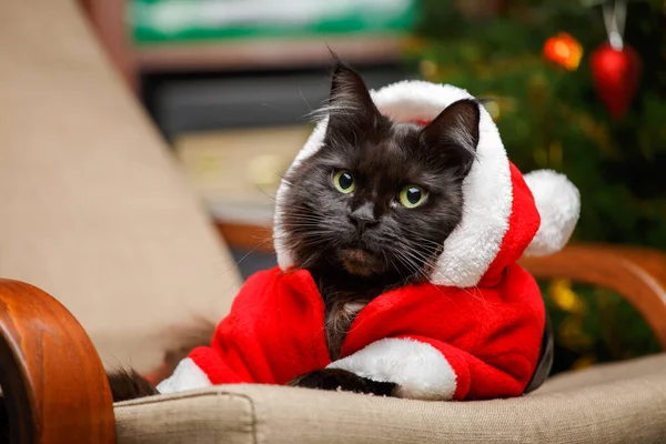 Foto Festiva Gato Negro Disfrazado Papá Noel Sillón Contra Fondo — Foto de Stock