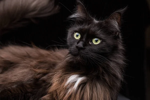 Estudio Retrato Hermoso Maine Coon Cat Contra Fondo Negro — Foto de Stock