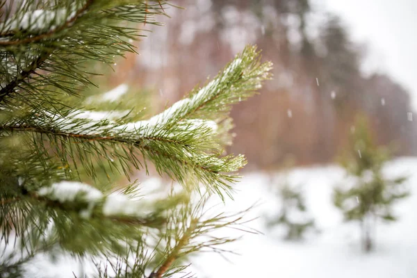Zdjęcie Gałęzi Świerku Zimowym Lesie Dzień — Zdjęcie stockowe