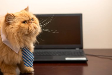 Dizüstü bilgisayarında çizgili kravatlı egzotik bir kedi resmi.