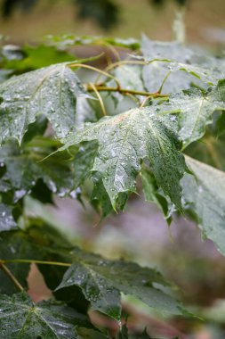Yağan yağmurun altında yeşil akçaağaç dalları.