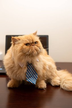Çizgili kravatlı egzotik bir kedi resmi dizüstü bilgisayarın arka planında, odada.