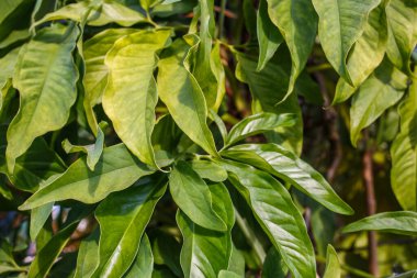 Sokakta öğleden sonra büyük yapraklı yeşil bitki fotoğrafı.