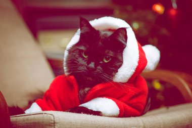 Noel Baba kostümlü siyah kedinin Noel ağacının arka planındaki koltukta resmedilmiş resmi. Renkli fotoğraf