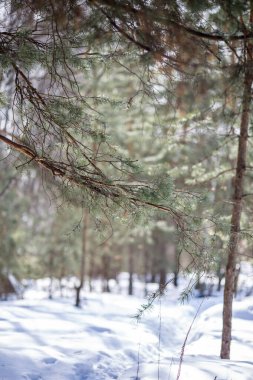 Ormandaki kar ve ağaçların görüntüsü. Kış manzarası