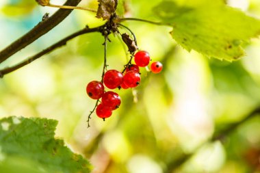 Bir dalda bir sürü frenk üzümü. Olgun böğürtlenleri toplayın.