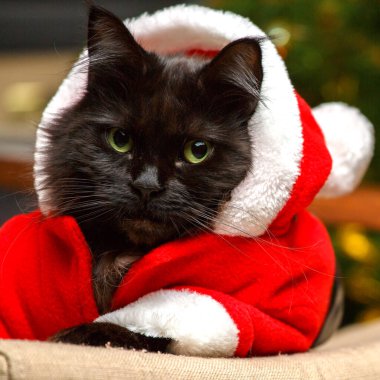 Noel Baba kılığındaki siyah kedinin şenlikli portresi.
