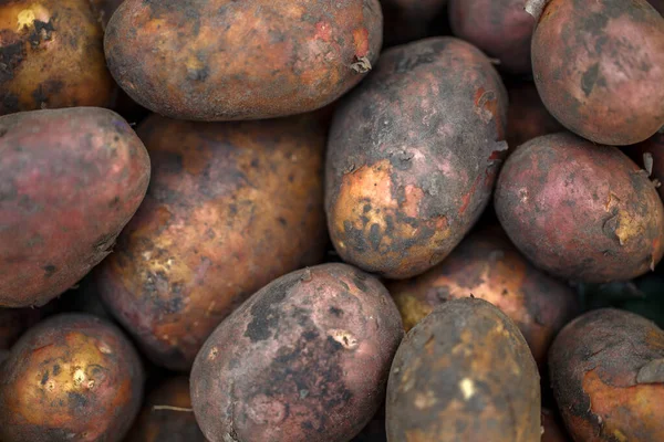 Foto Papas Recién Excavadas Cerca — Foto de Stock