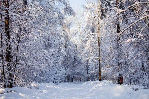 Picturesque photo of snowy trees in forest during day