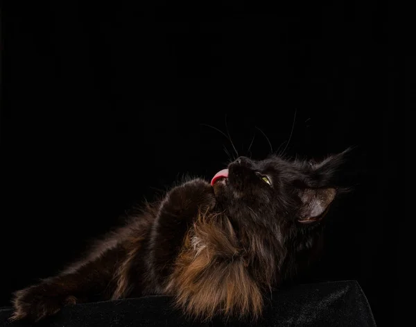 Studio Retrato Hermoso Maine Coon Cat Contra Fondo Negro Puede — Foto de Stock