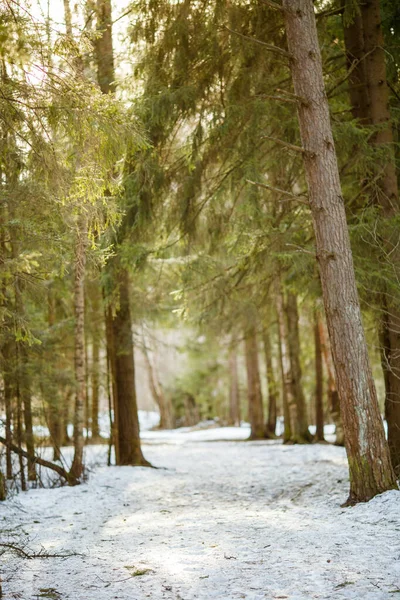 Imagem Rasto Neve Árvores Floresta Paisagem Inverno — Fotografia de Stock