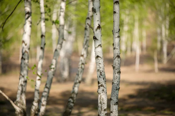 Foto Des Birkenhains Sommer Verschwommener Hintergrund — Stockfoto