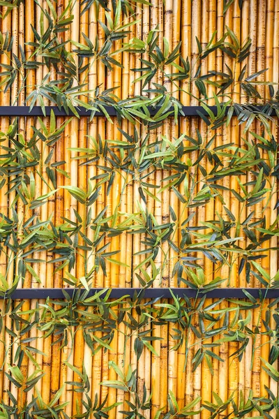 Ogrodzenie Bambusa Zielone Rośliny Ulicy Ciągu Dnia — Zdjęcie stockowe