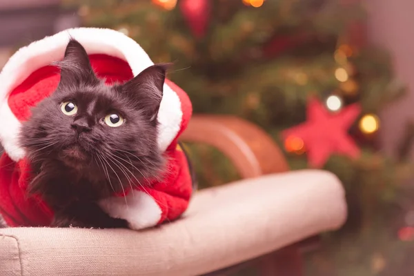 Foto Gato Año Nuevo Traje Santa Sentado Silla — Foto de Stock