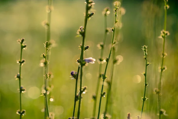 Foto Von Wiesenblumen Auf Defokussiertem Hintergrund — Stockfoto