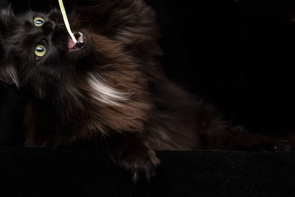 Studio Retrato Hermoso Maine Coon Cat Contra Fondo Negro Puede — Foto de Stock