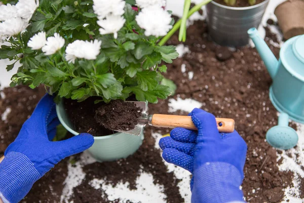 Picture on top of man's hands in blue gloves transplanting flower on table