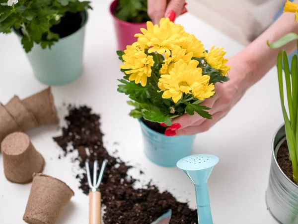 Photo of person transplanting flowers on table with soil, watering can, scoop