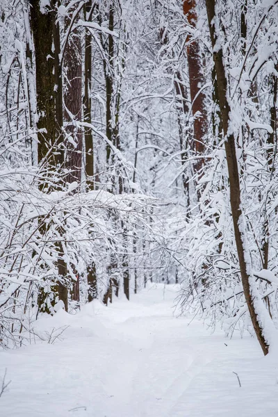 Photo Pittoresque Arbres Enneigés Dans Forêt Pendant Journée — Photo