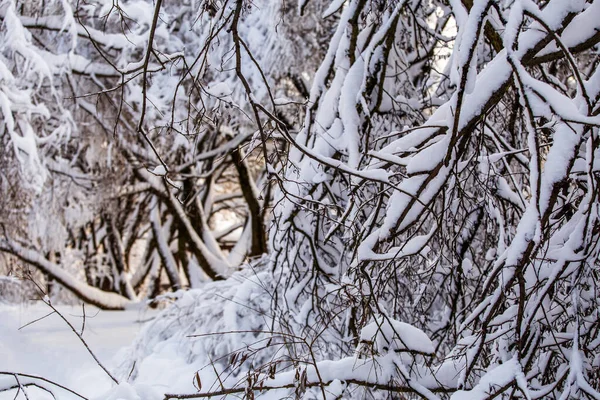 Imagem Árvores Inverno Com Neve Céu Azul Durante Dia — Fotografia de Stock