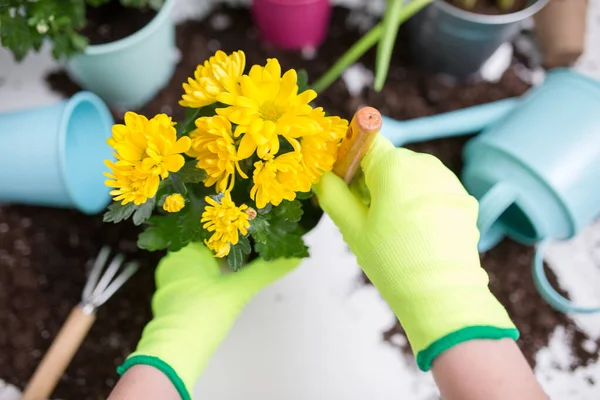 Photo on top of person\'s hands in gloves transplanting flower on table