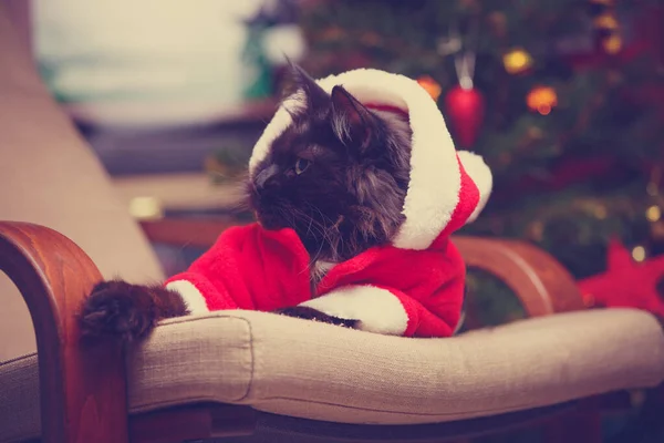 Slavnostní Portrét Černé Kočky Kostýmu Santa Clause Křesle Pozadí Vánočního — Stock fotografie