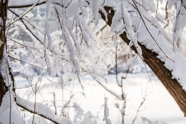 Imagem Árvores Nevadas Floresta Céu Azul Tarde — Fotografia de Stock