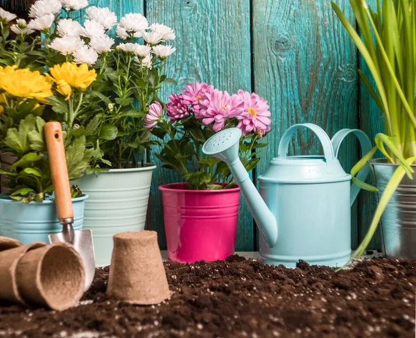 Photo Colorful Chrysanthemums Pots Wooden Fence Spring — Stock Photo, Image