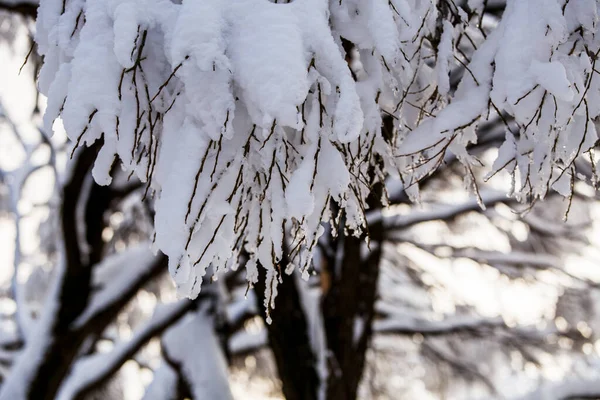 Imagem Árvores Nevadas Floresta Céu Azul Tarde — Fotografia de Stock