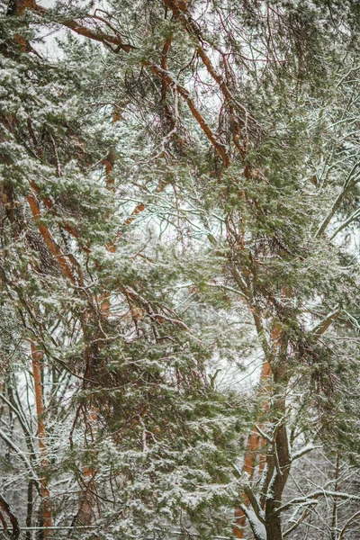 Picture Pine Winter Forest Afternoon — Stock Photo, Image