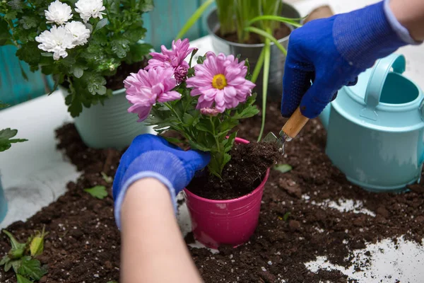 Photos Haut Des Mains Personne Gants Bleus Transplantant Chrysanthème Sur — Photo