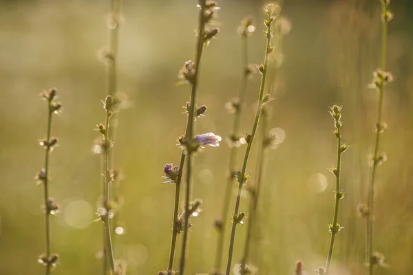 Foto Von Wiesenblumen Auf Defokussiertem Hintergrund Getöntes Foto — Stockfoto