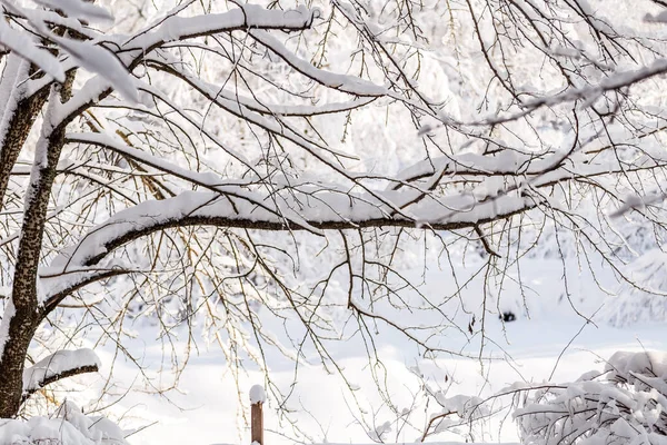 Imagem Pitoresca Paisagem Inverno Com Céu Azul Tarde — Fotografia de Stock