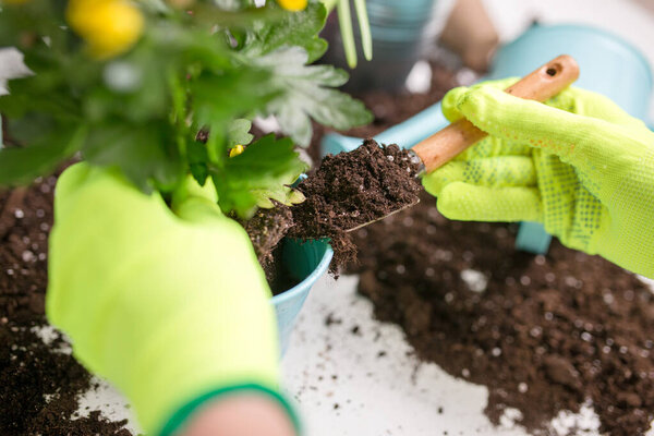 Image on top of man's hands in green gloves transplanting flower on table