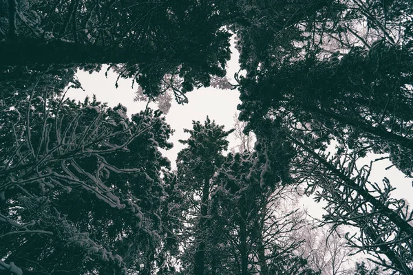 Stromy poseté sněhem v zimním lese. — Stock fotografie