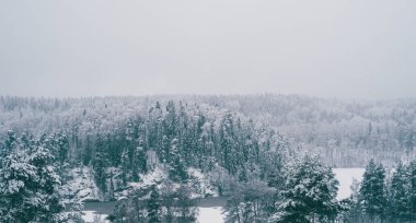 Ağaçlar kış ormanlarında karla kaplı..