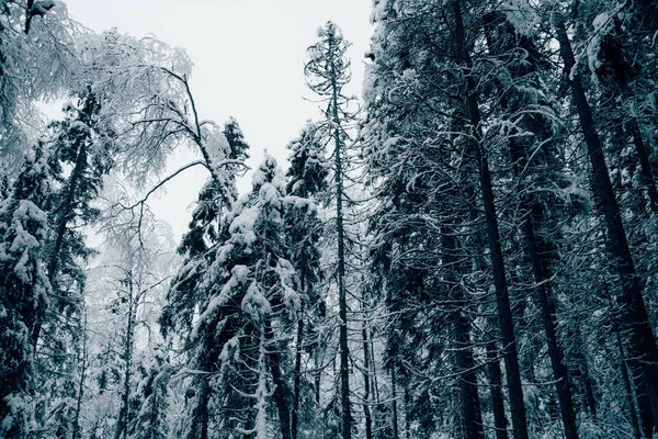 Träd beströdda med snö i vinterskogen. — Stockfoto