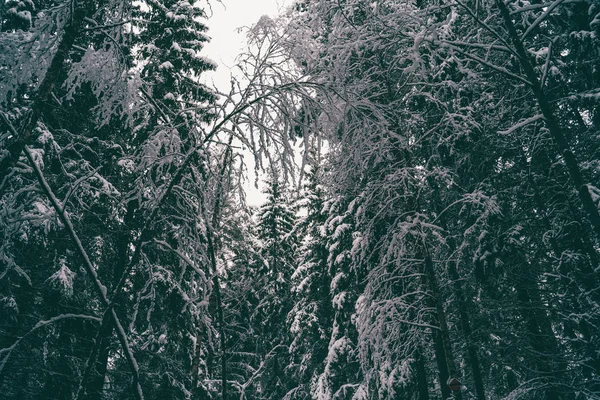 Träd beströdda med snö i vinterskogen. — Stockfoto