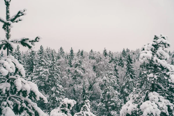 Árvores espalhadas com neve na floresta de inverno . — Fotografia de Stock