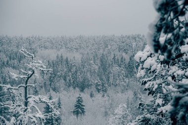 Ağaçlar kış ormanlarında karla kaplı..